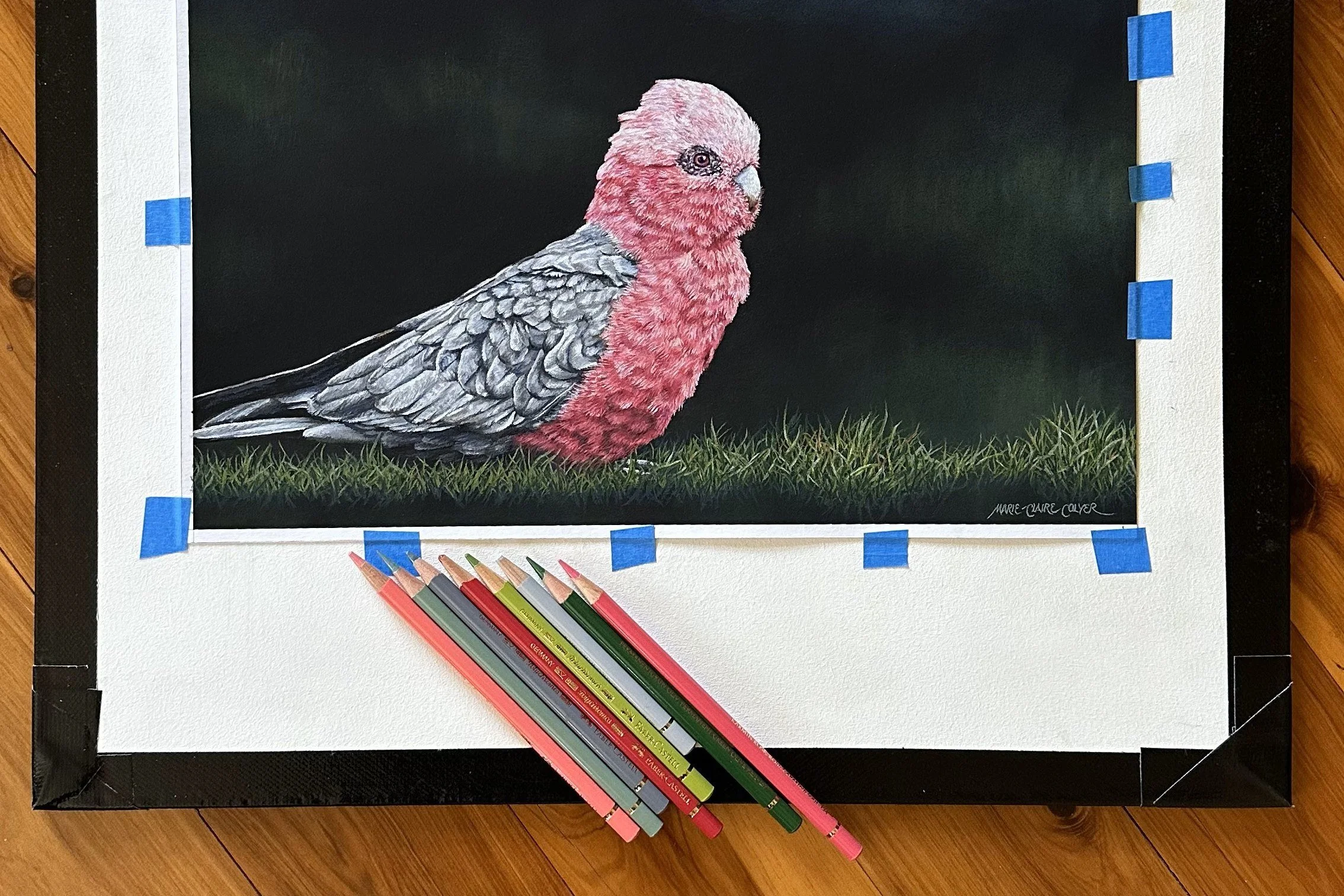 Feathered Jewel - Galah showing a range of pencils used_WEB.jpg
