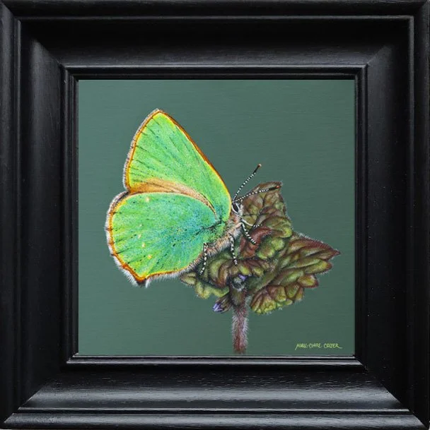 Green Hairstreak Butterfly on Ground Ivy by Marie-Claire Colyer in a traditional black bevelled frame