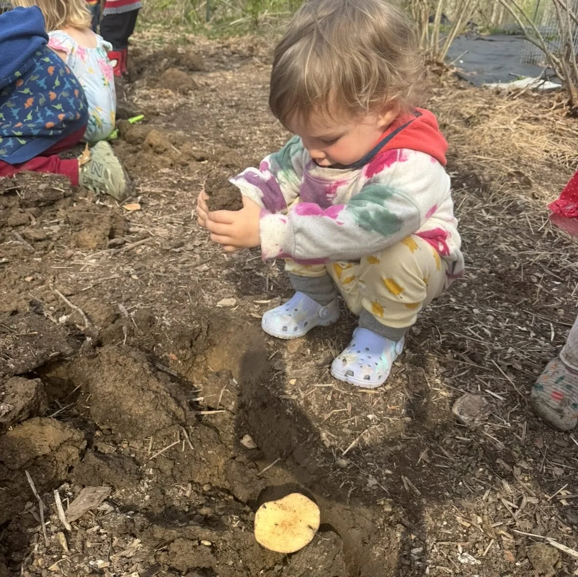 In February the children sat around the snack table and we made a list of what to grow in the spring. In April we split and planted the seed potatoes in a rows. Last week the children dug up the potatoes. As a child help up a big potato he exclaimed,