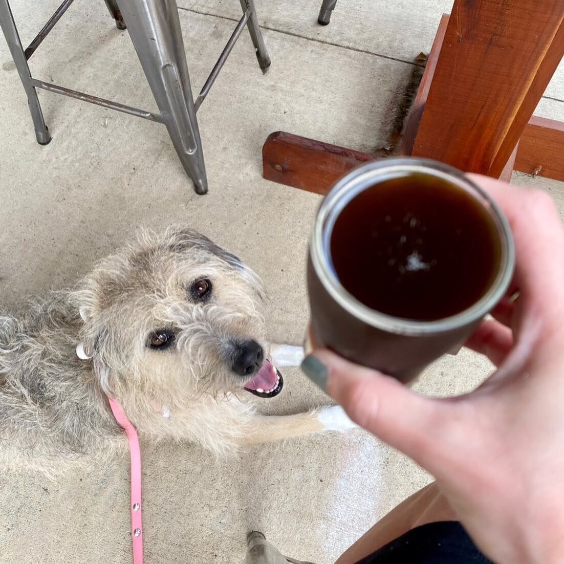 Happy National Pet Day! These awesome pics come courtesy of Maya the Pup ( @little_meez )🐾 hangin at the beer garden with her humans. We love our fur-friends! Thanks Maya &amp; Co! 

Has your dog been to visit us yet??

#nationalpetday #mayathepup #