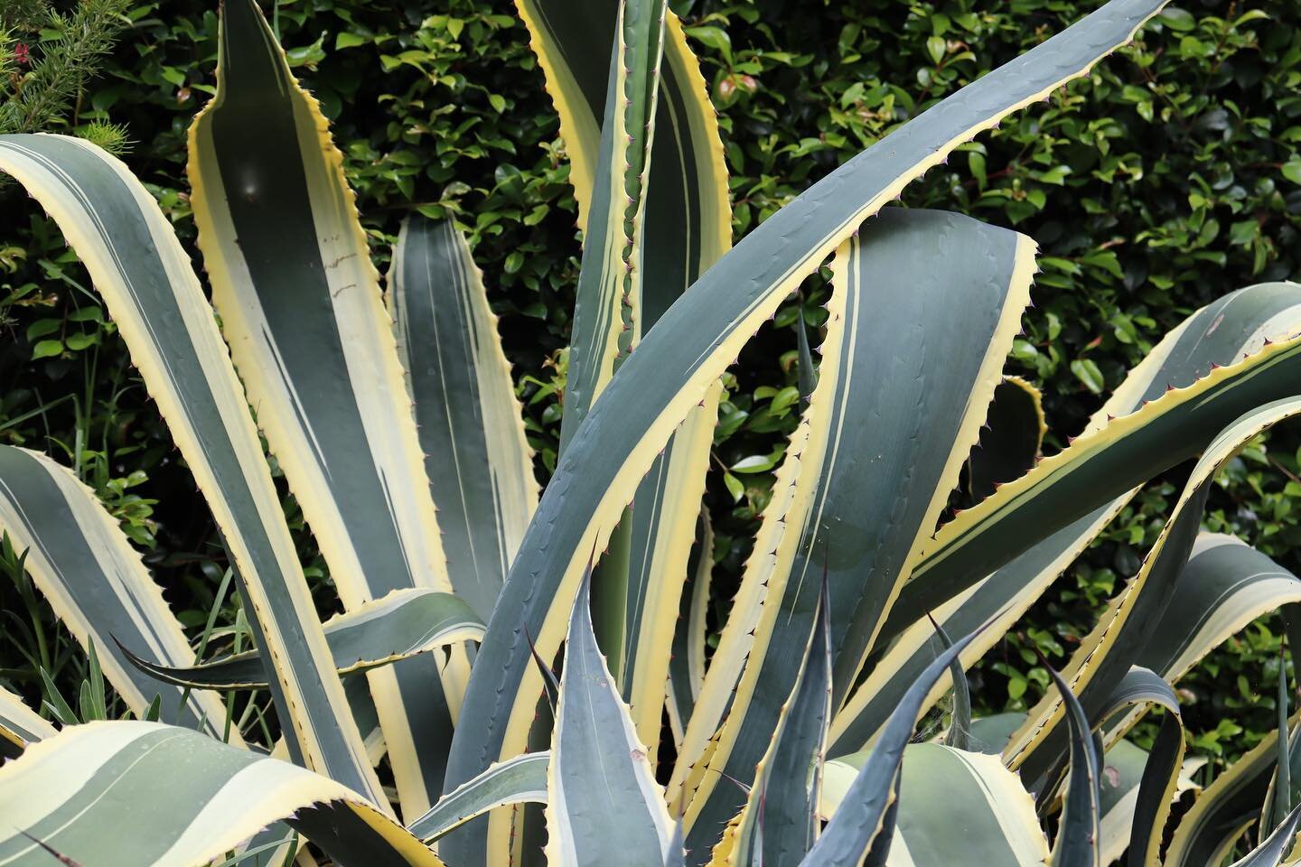 Bold &amp; Beautiful ✨

A. americana var. marginata is an old cultivar of Agave americana and has beautiful yellow/cream variegation on the outside margins of its leaves. 
As they age the leaves recurve giving the plant a more, rangy, sprawling, rela