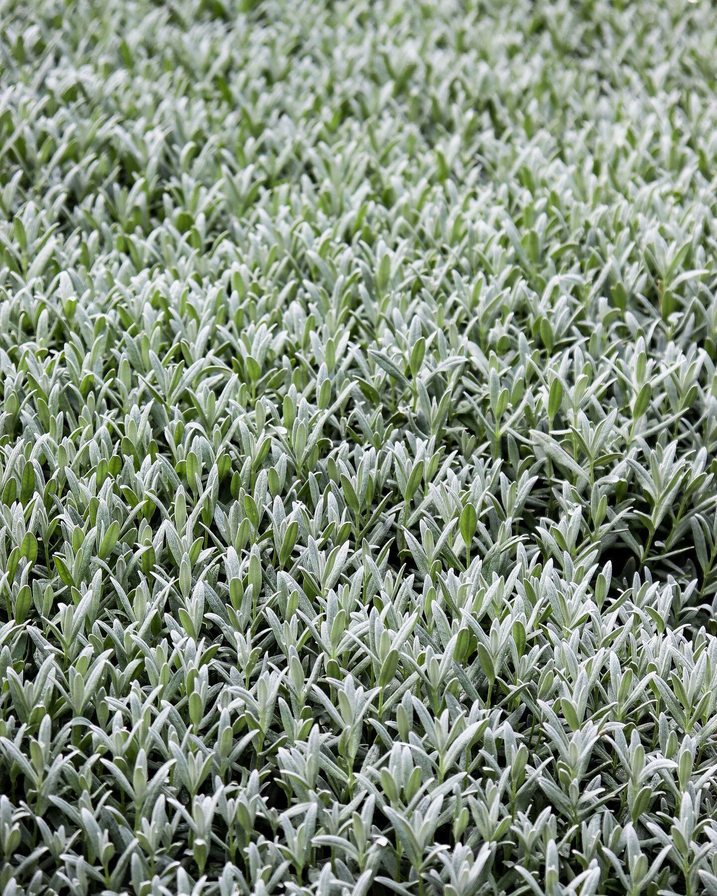 What a charmer&hellip;

One of my favourite drought tolerant ground covers - Cerastium tomentosum (Snow in Summer). 

Given its common name due to its masses of snowy white flowers in spring/summer. 

Ideal for difficult sites due to its spreading ha