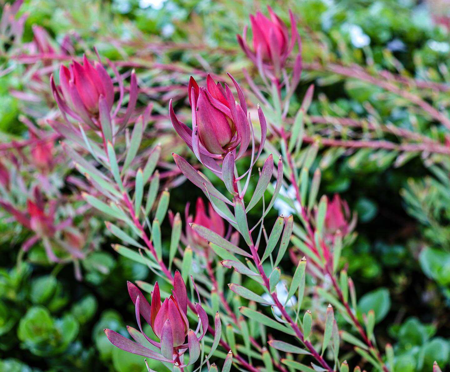 ⛰ Sth African Native Species⛰

Proteaceae. A fascinating family of plants, predominantly distributed throughout the Southern Hemisphere.

One of my favourites, Leucadendron salignum &lsquo;Safari Sunset&rsquo; (Conebush) a dazzlingly striking deep re