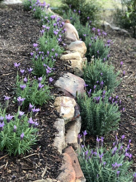 lavender.jpg