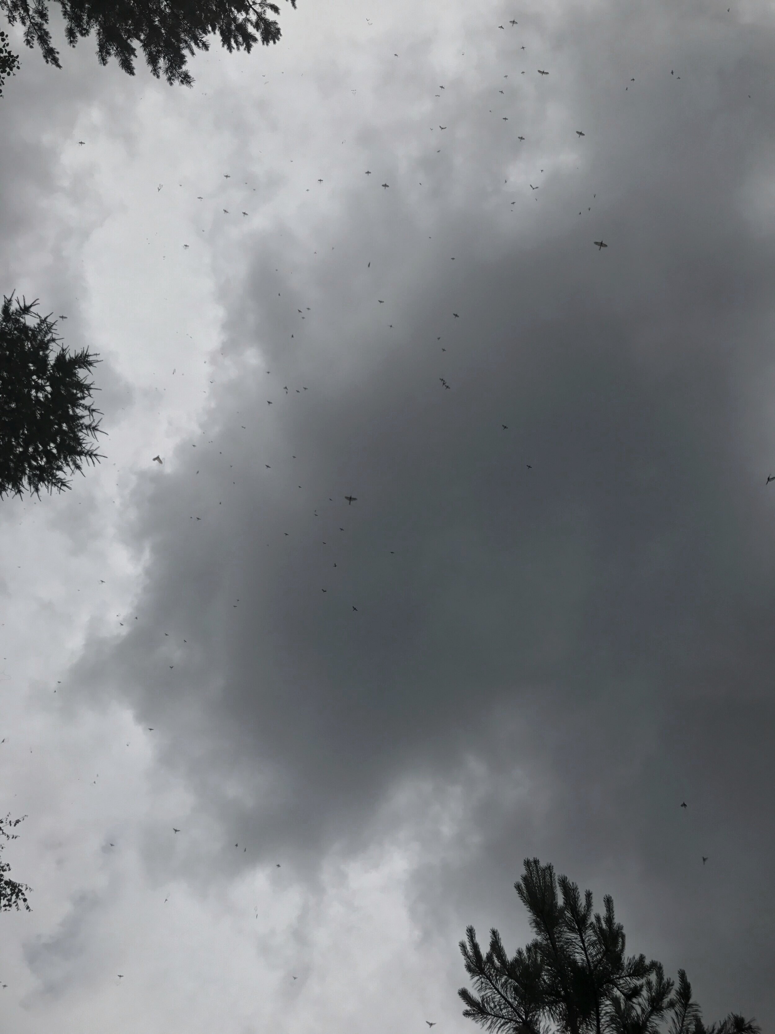 Mayflies in Röskö