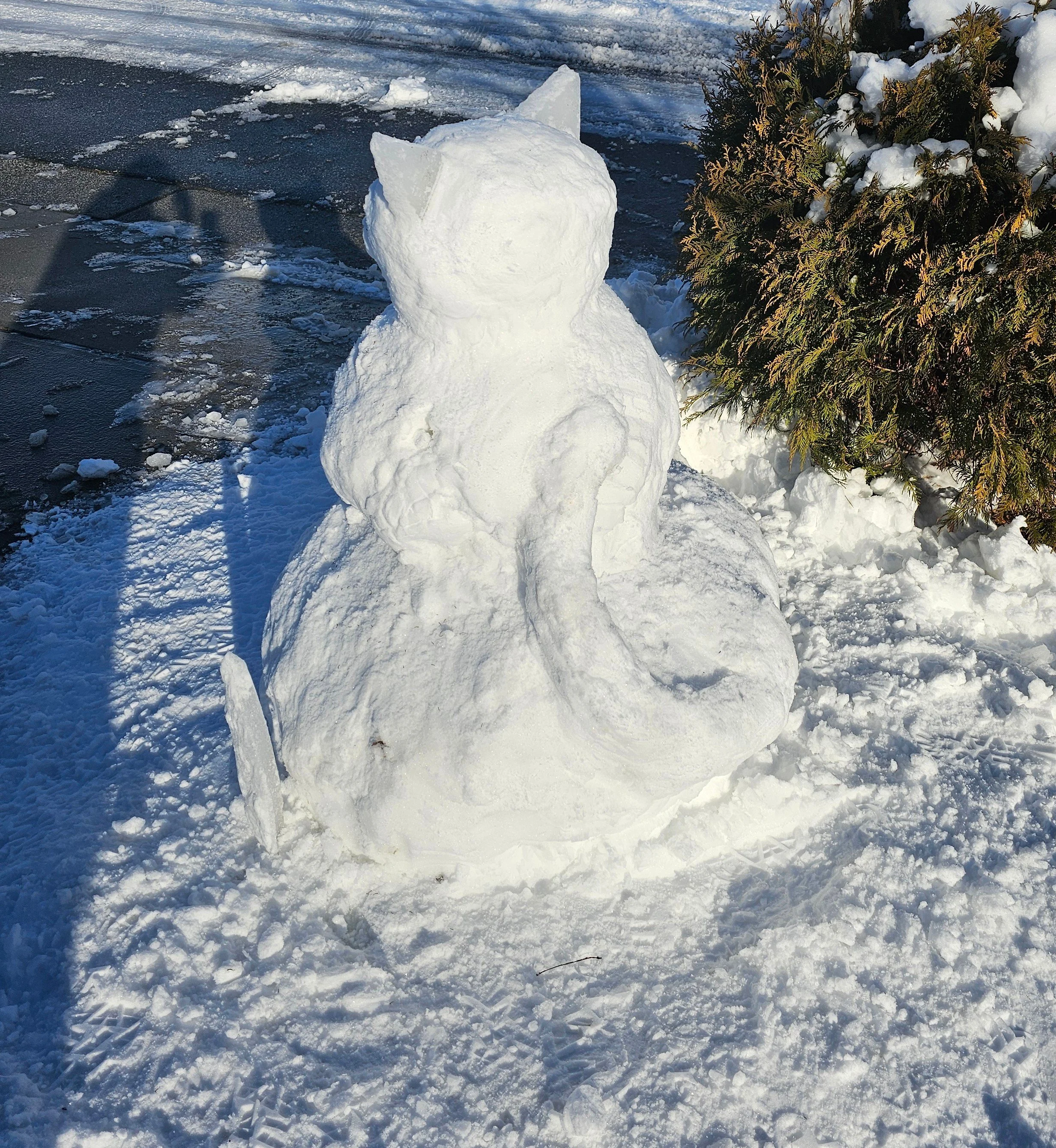 See those ears? That's ice from the weekend before.