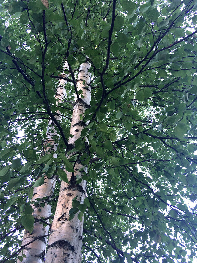 Birch tree