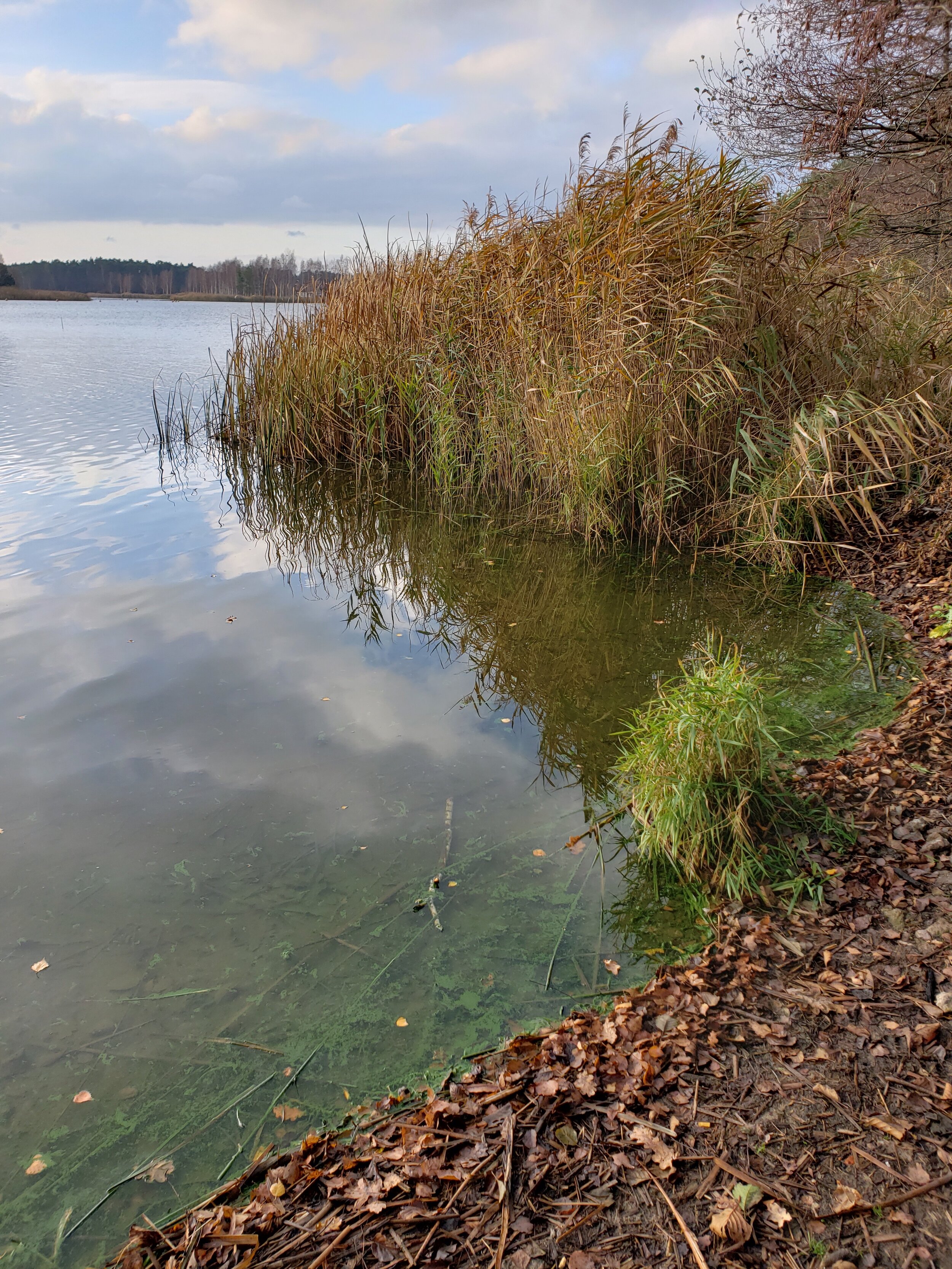 Lake in the woods