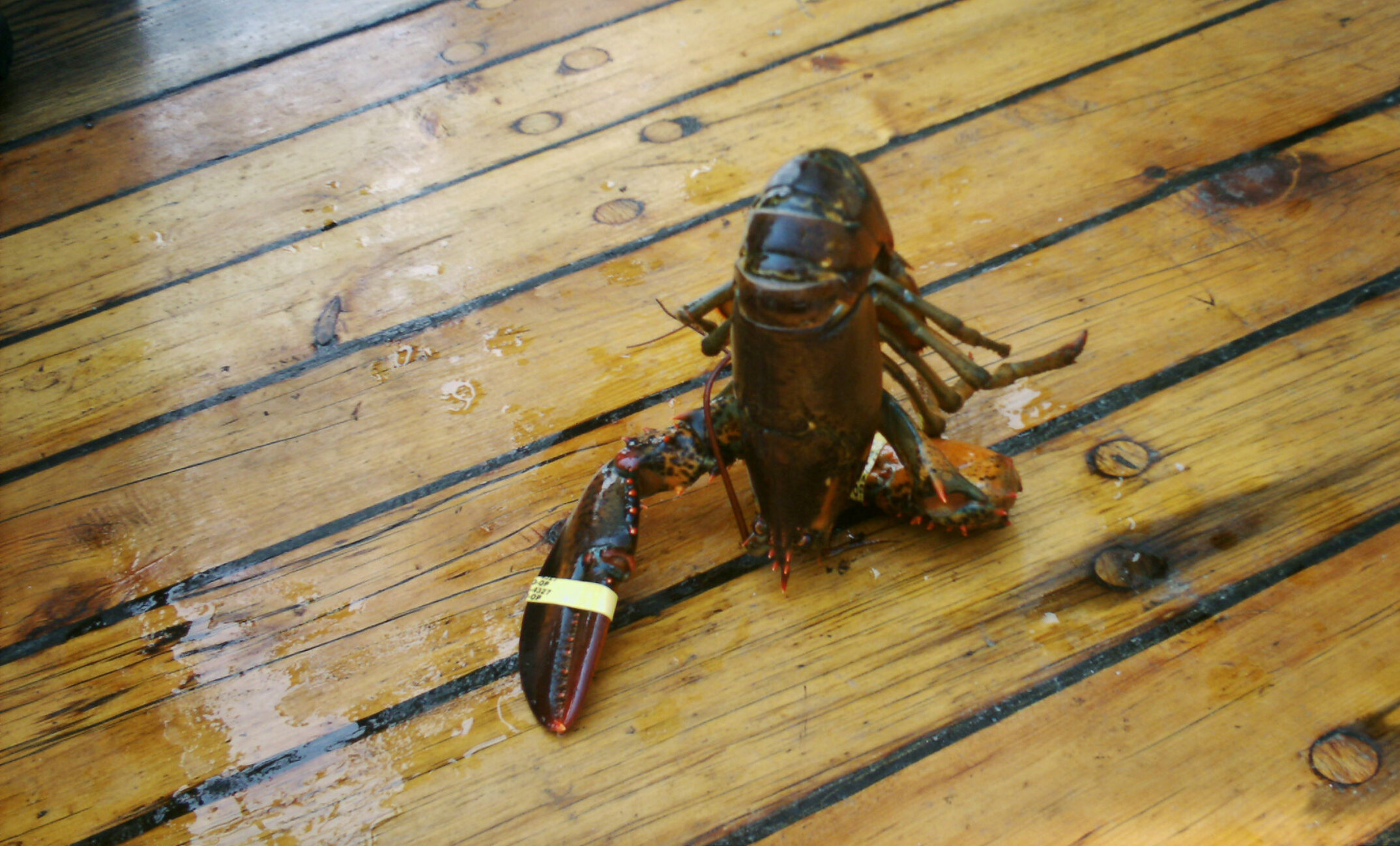 Lobster on deck