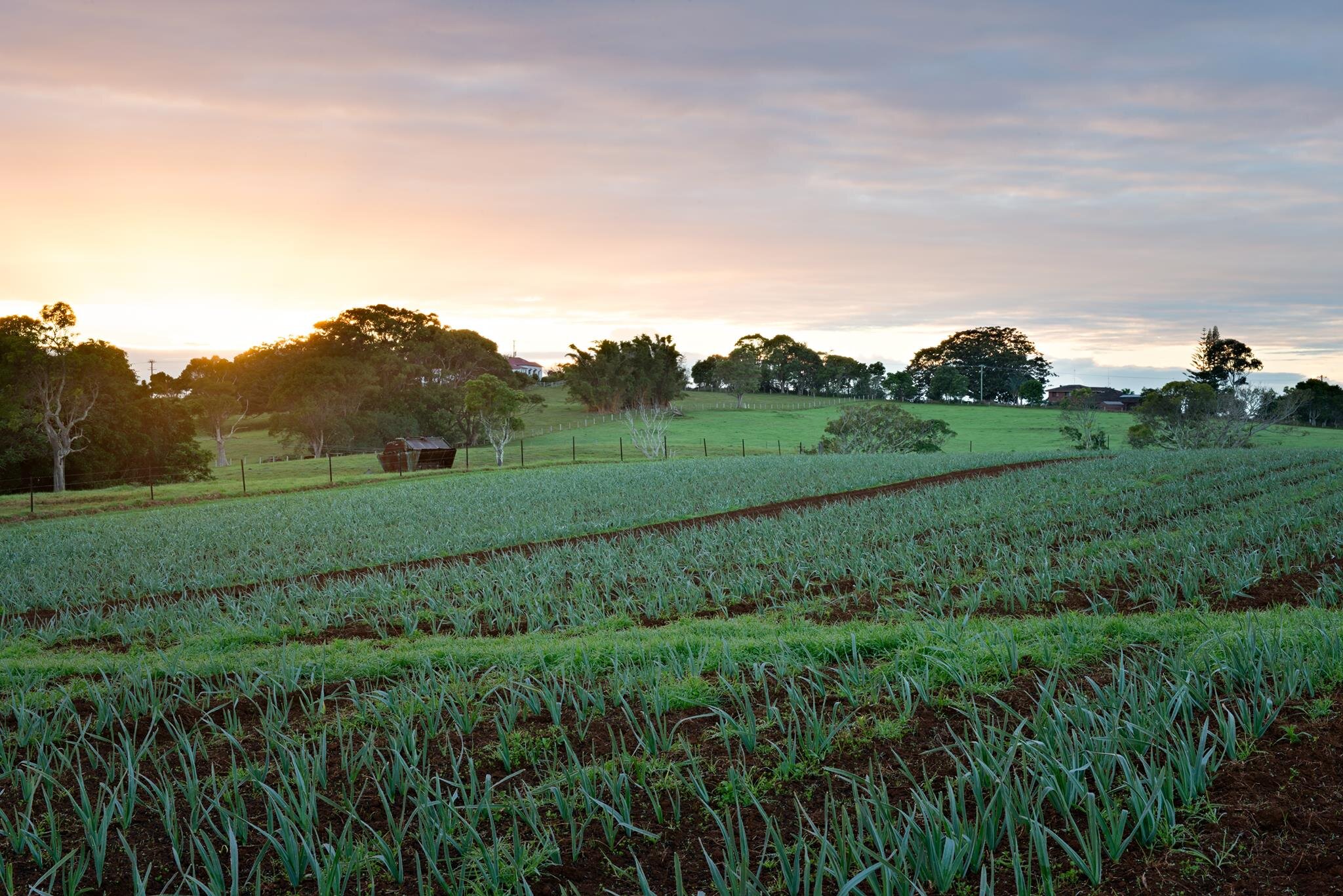 The-Farm-Byron-Bay.jpeg