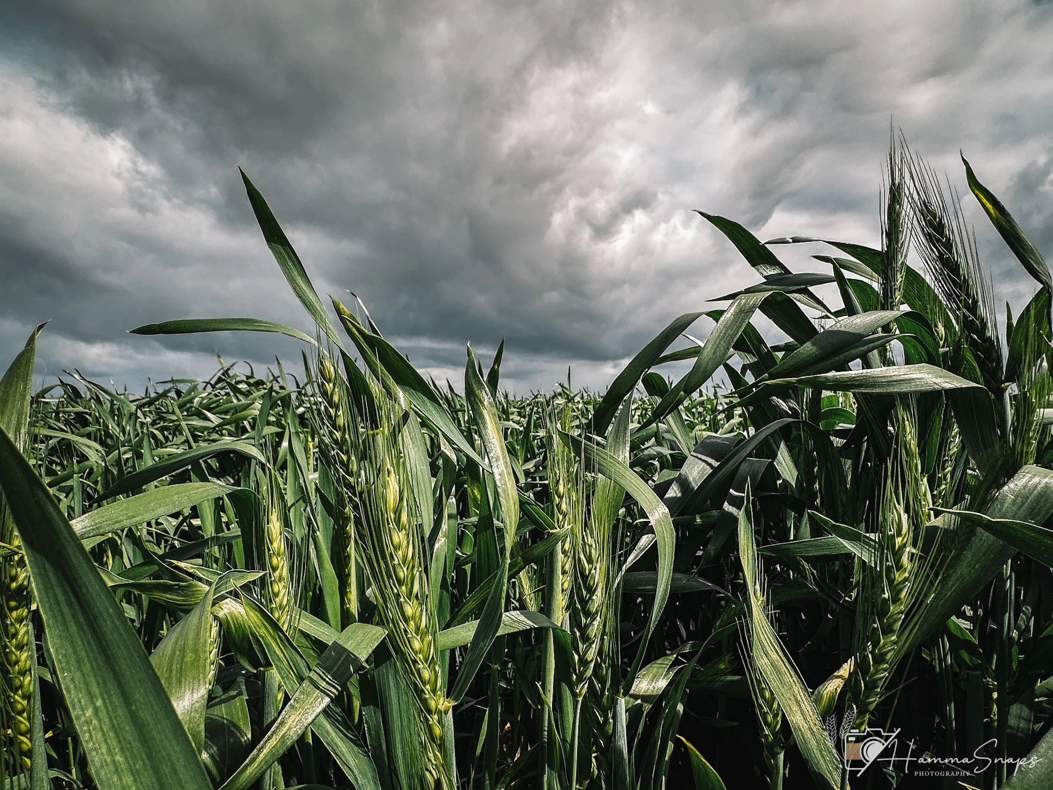 website Crop 2025-07.jpg