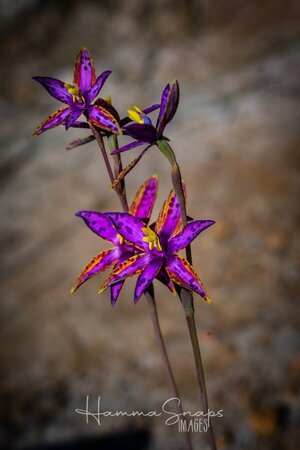 IMG_2718.jpeg