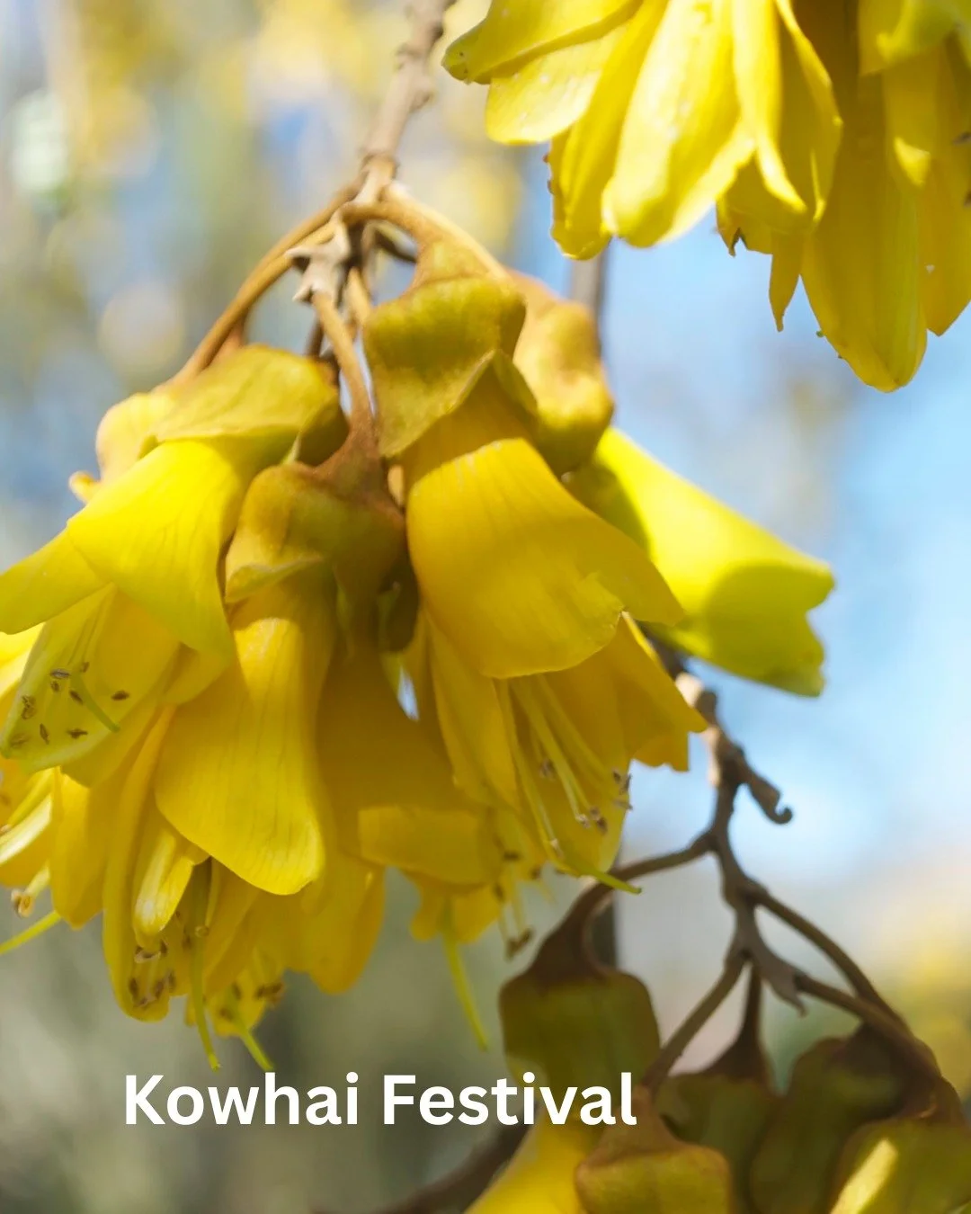See you at the Kowhai Festival today! π
#whatsonauckland 
#kowhaifestival2025