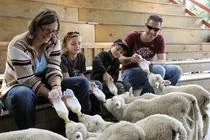 family lamb feeding.jpg