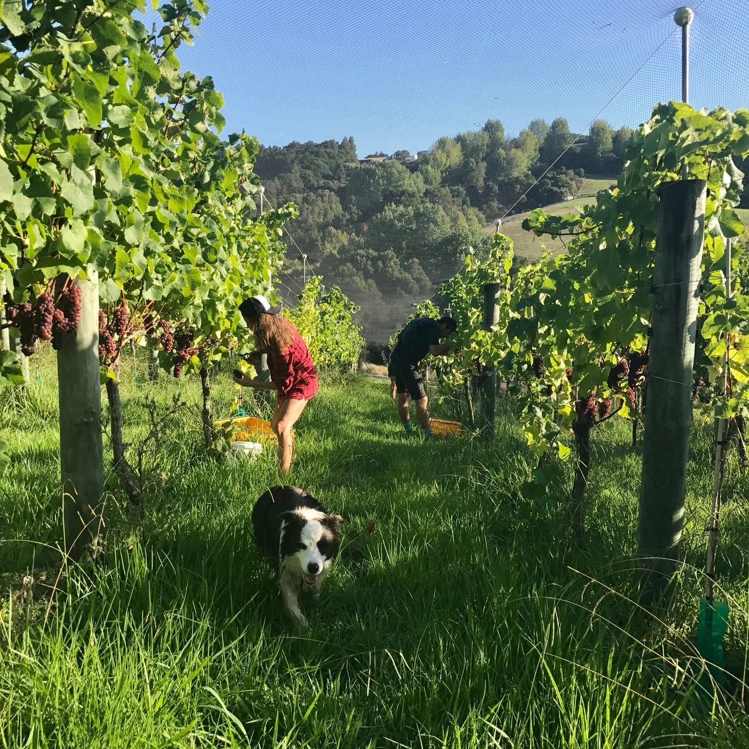 Walter the farm dog helping harvest.jpg