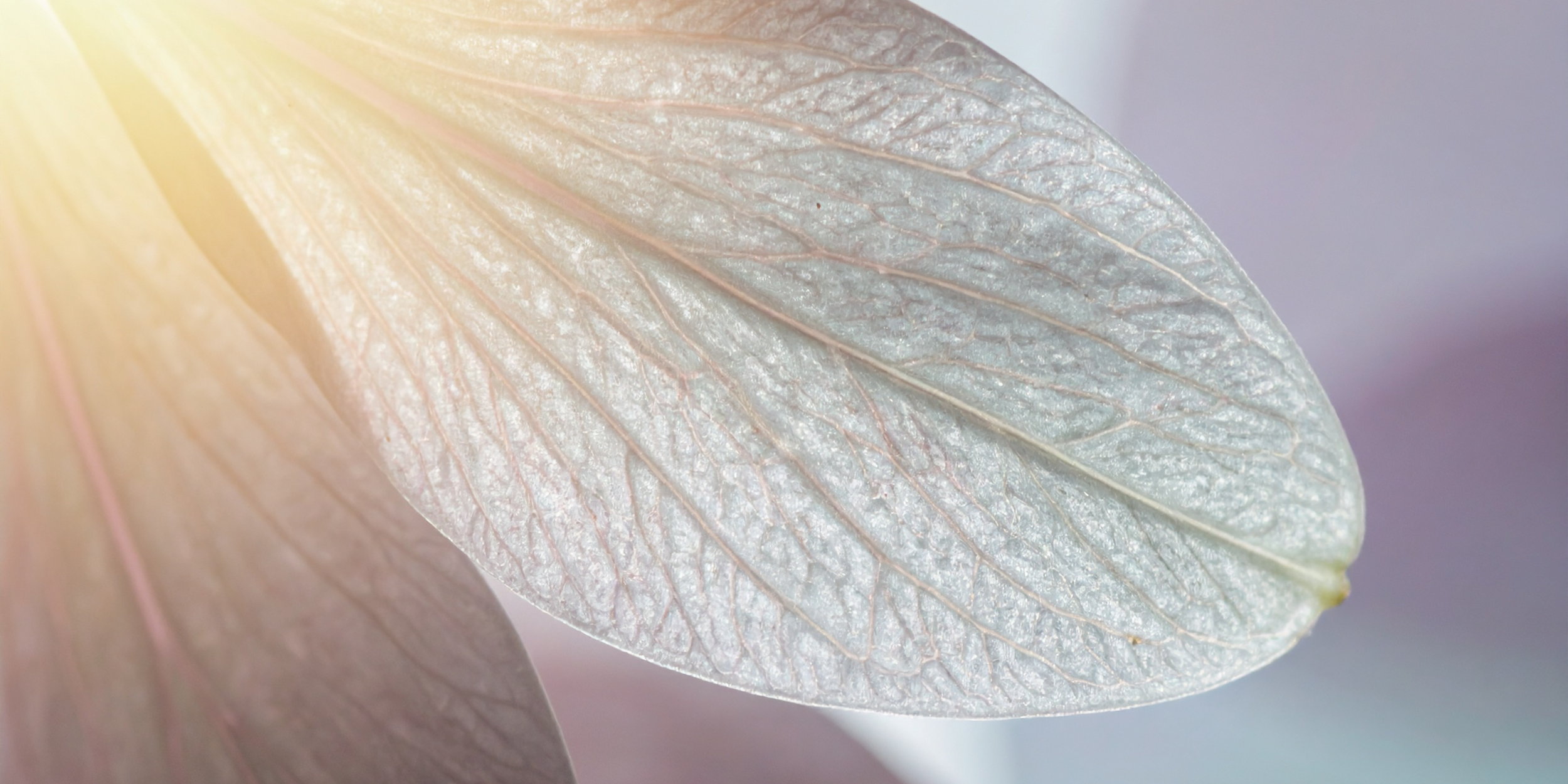 close up of leaf