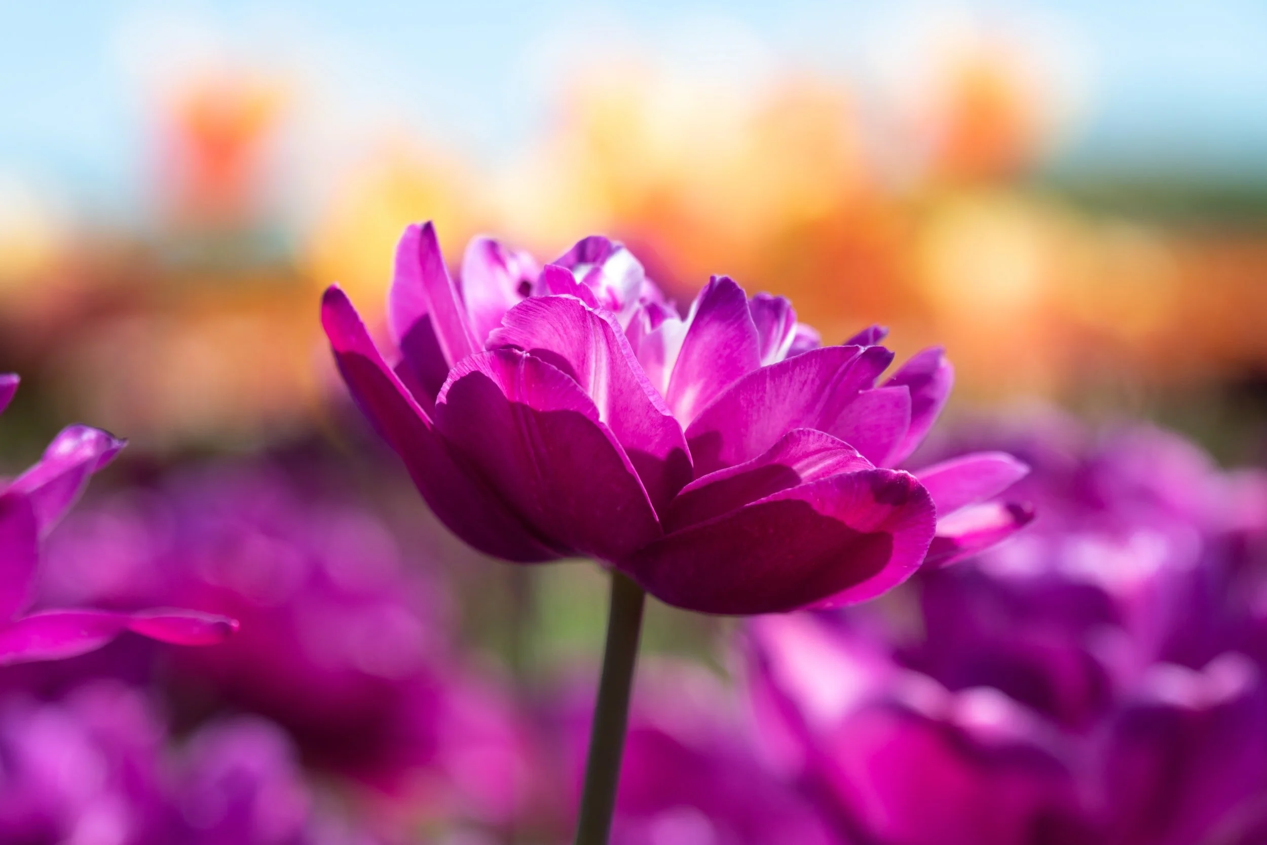 unsplash-image-gkphIJVOrgM.jpg