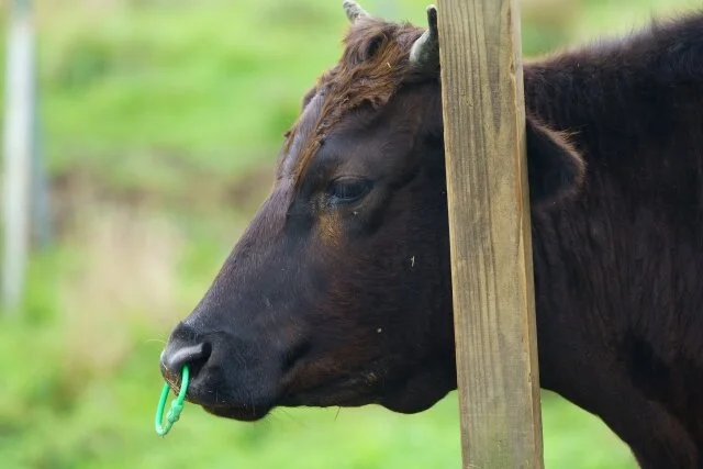 Wagyu-.jpg