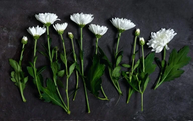 keilidh-ewan-171236chrysanthemum-768x482.jpg