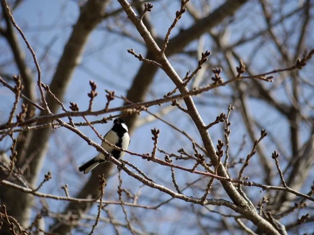 The Wisdom of Bitterness and the Art of Seasonal Detox