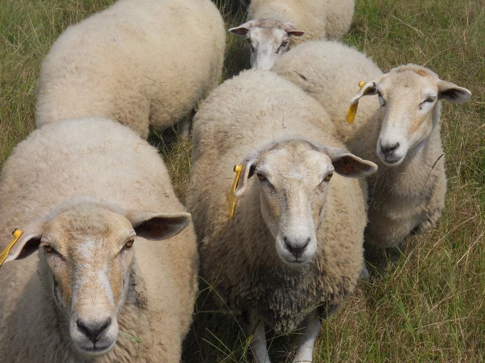 June 2022: Ginger Briggs