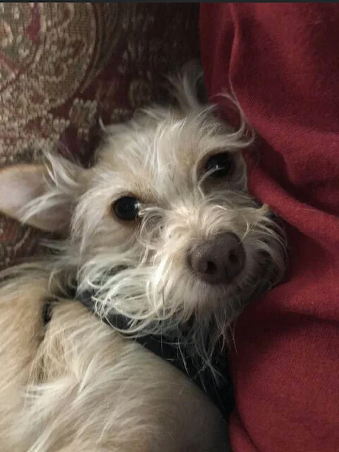 Lila