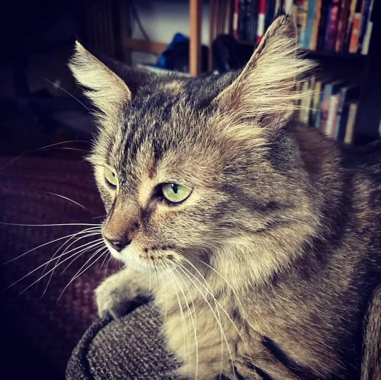 NoBunny