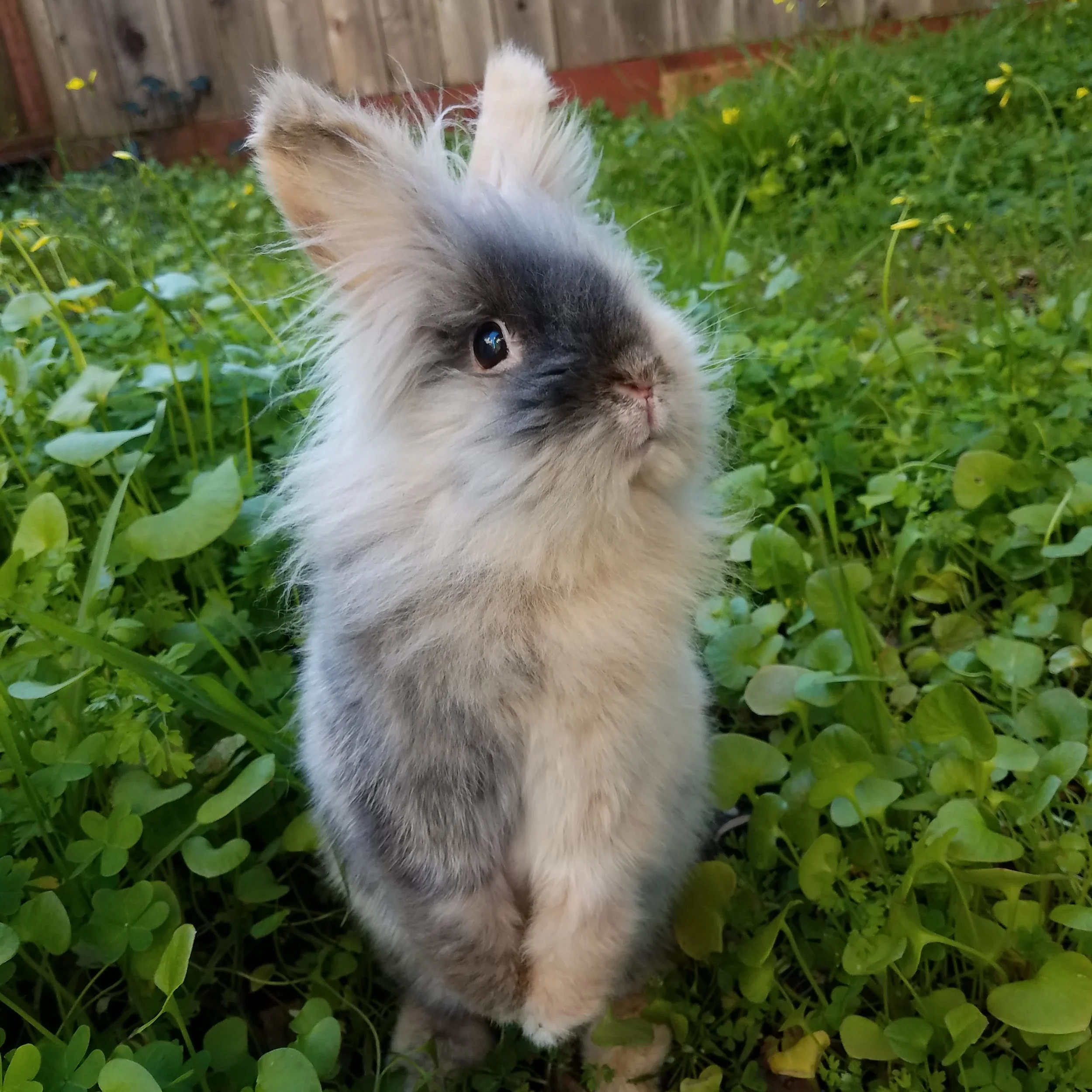 Rye