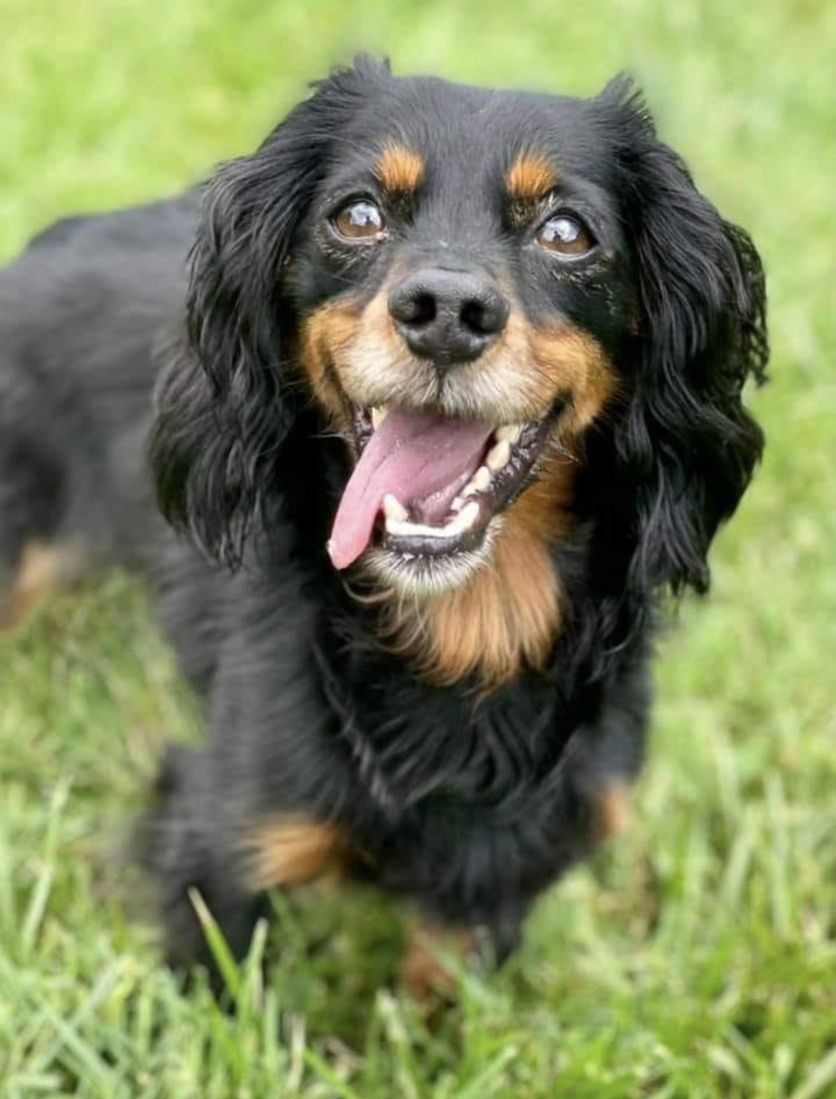 Cocoa