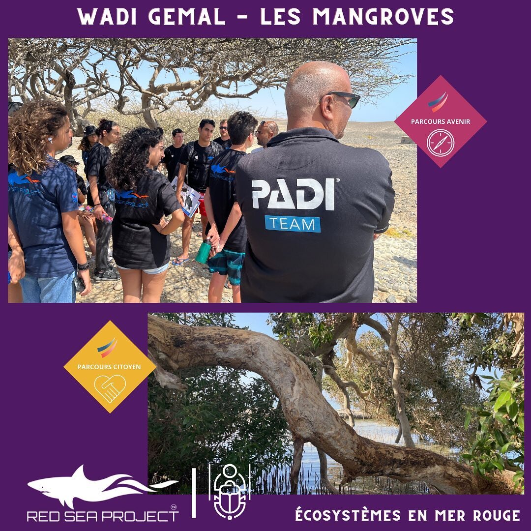 Samedi 25 juin, le parc national de Wadi Gemal, un des plus grands en &Eacute;gypte, nous ouvre ses portes et le directeur r&eacute;gional de l'association PADI - @projectaware, M. Ahmed Said, nous accueille et nous f&eacute;licite chaleureusement po