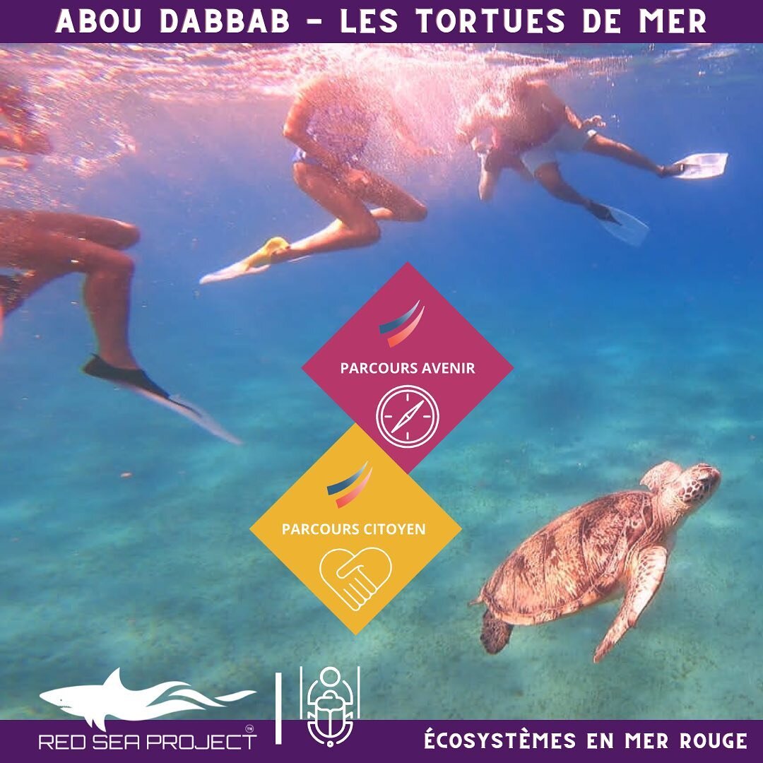 Apr&egrave;s de longs mois de documentation et l'&eacute;laboration d'un jeu de soci&eacute;t&eacute; et de trois pages Web, nos volontaires arrivent enfin &agrave; Marsa Alam 🤩L'&eacute;quipe de @redsea.project nous accueille et nous pr&eacute;sent