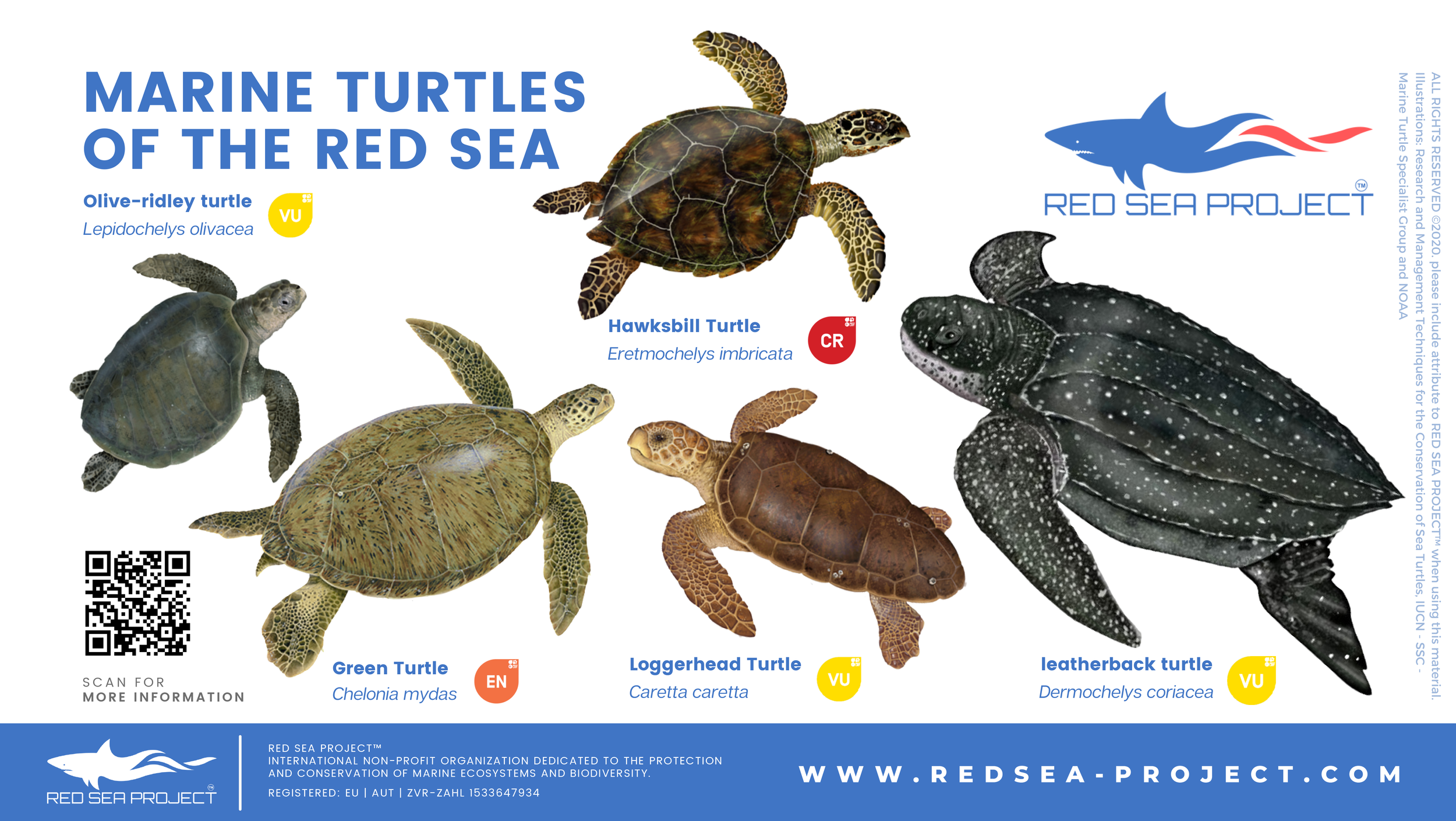 Green Turtle, Sea Turtles, Species