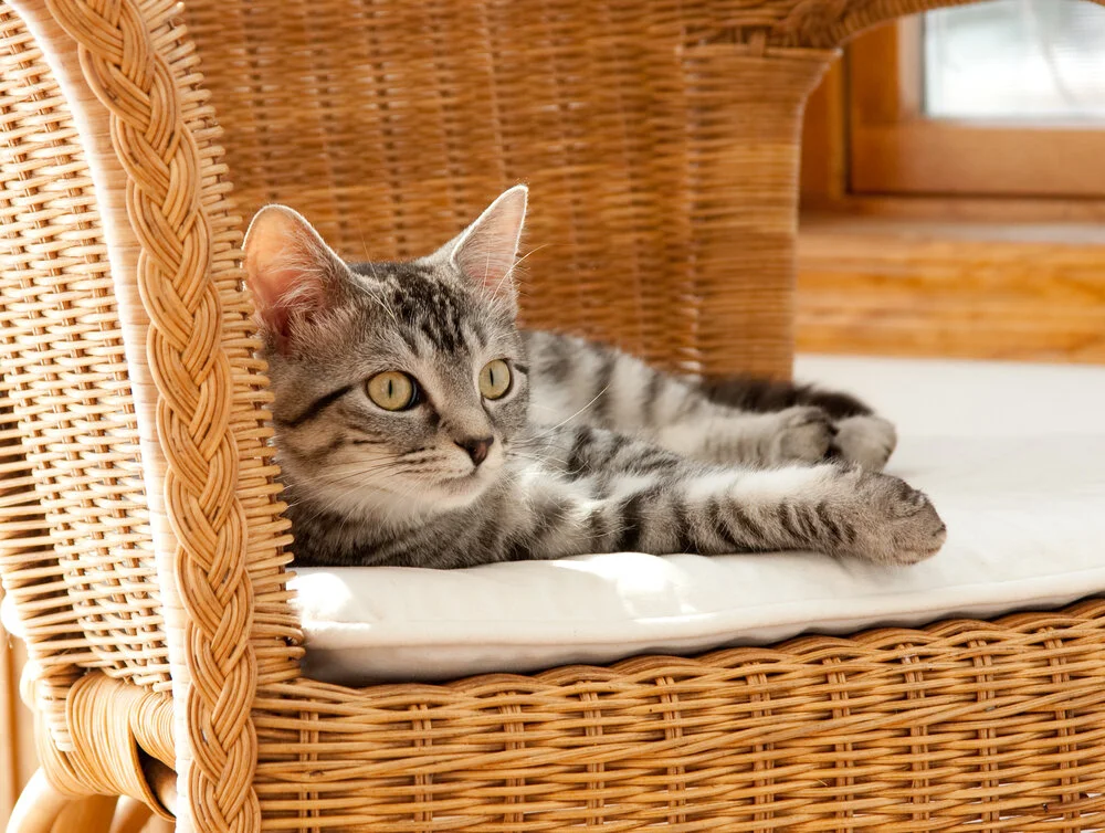 How do I Feng Shui my pets?