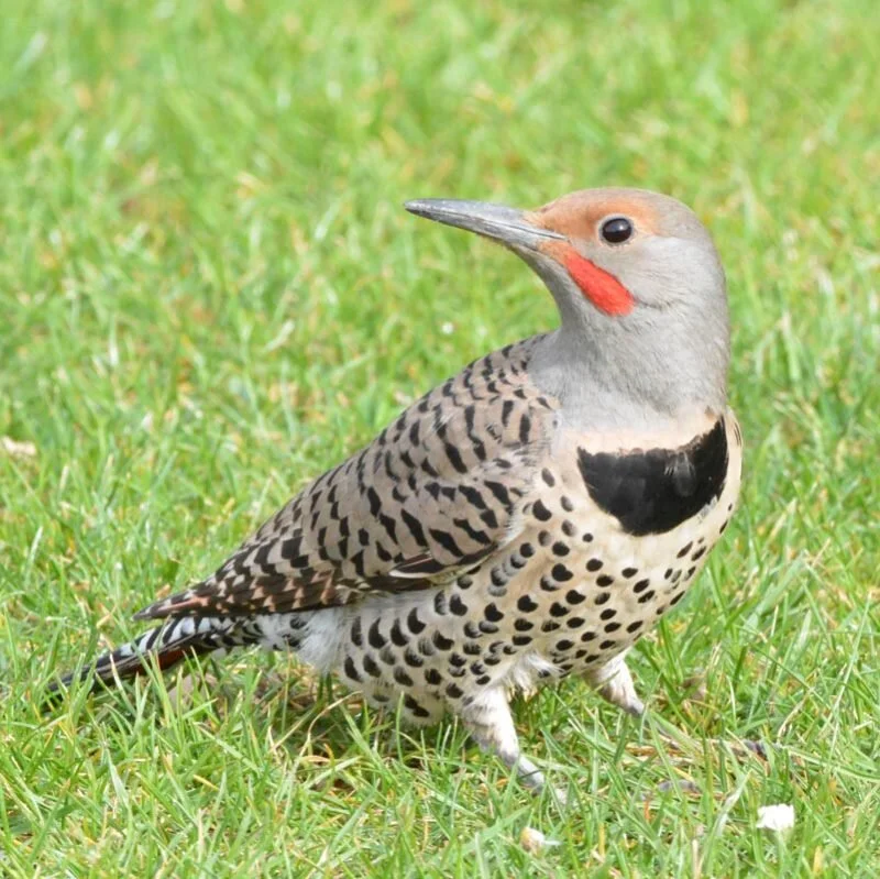 Northern Flicker
