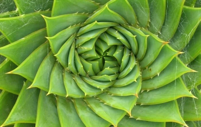 Succulent