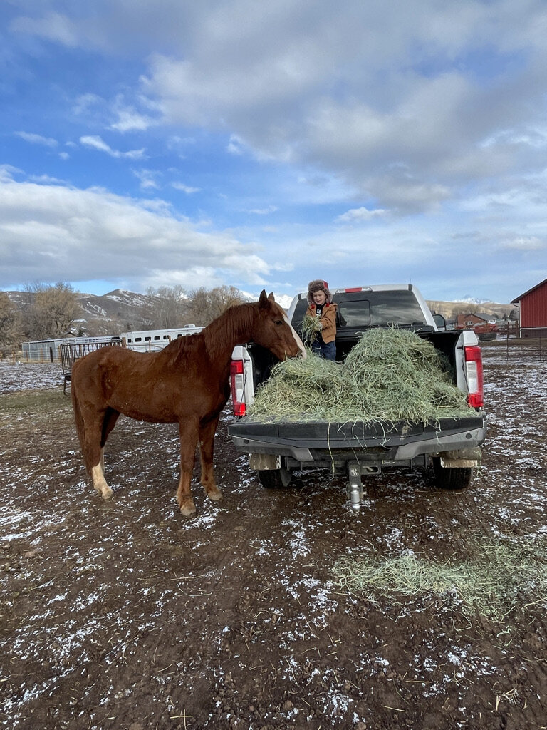 Farm animals at the ranch