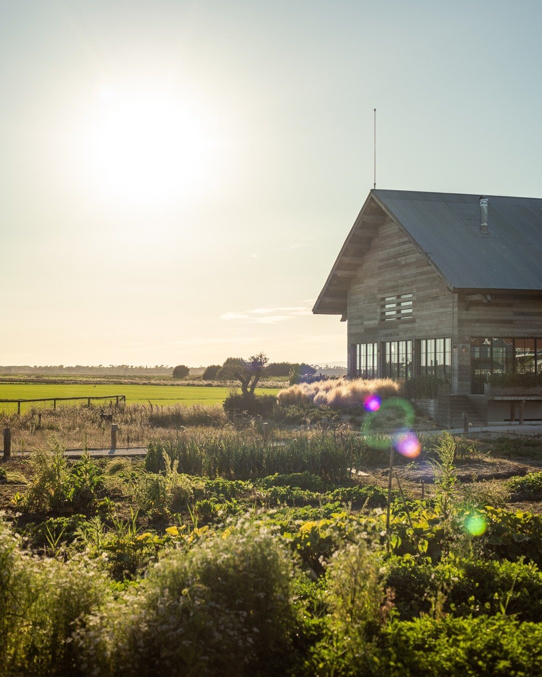 La lumière du soleil du matin est l'un de nos moments préférés de la journée. Chaude et belle, elle illumine chacun de nos légumes, cultivés avec amour dans notre jardin biologique local.
.
.
A luz da manhã é uma das nossas partes preferidas do dia. Quente e boni