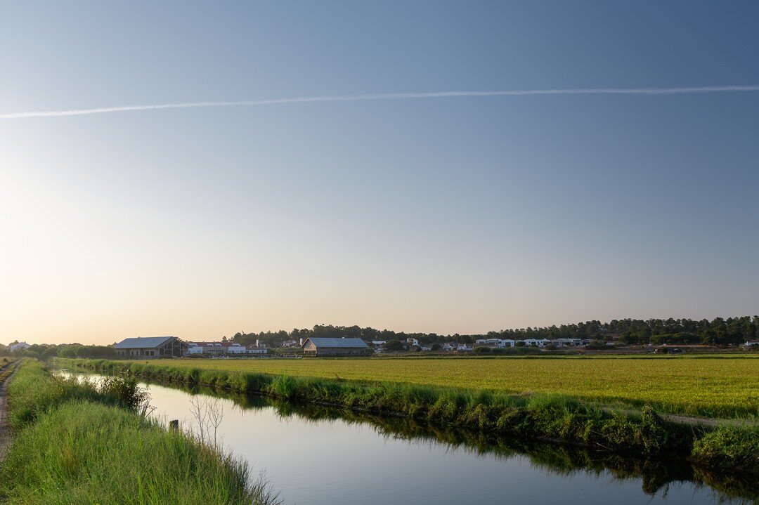 Have you ever heard of Comporta's Vala Real? On your next visit, don't miss the chance to discover (by kayak, bike or simply on foot) the main water feeder of Comporta's Rice fields and a wide variety of local species that inhabit its margins.
.
.
J&