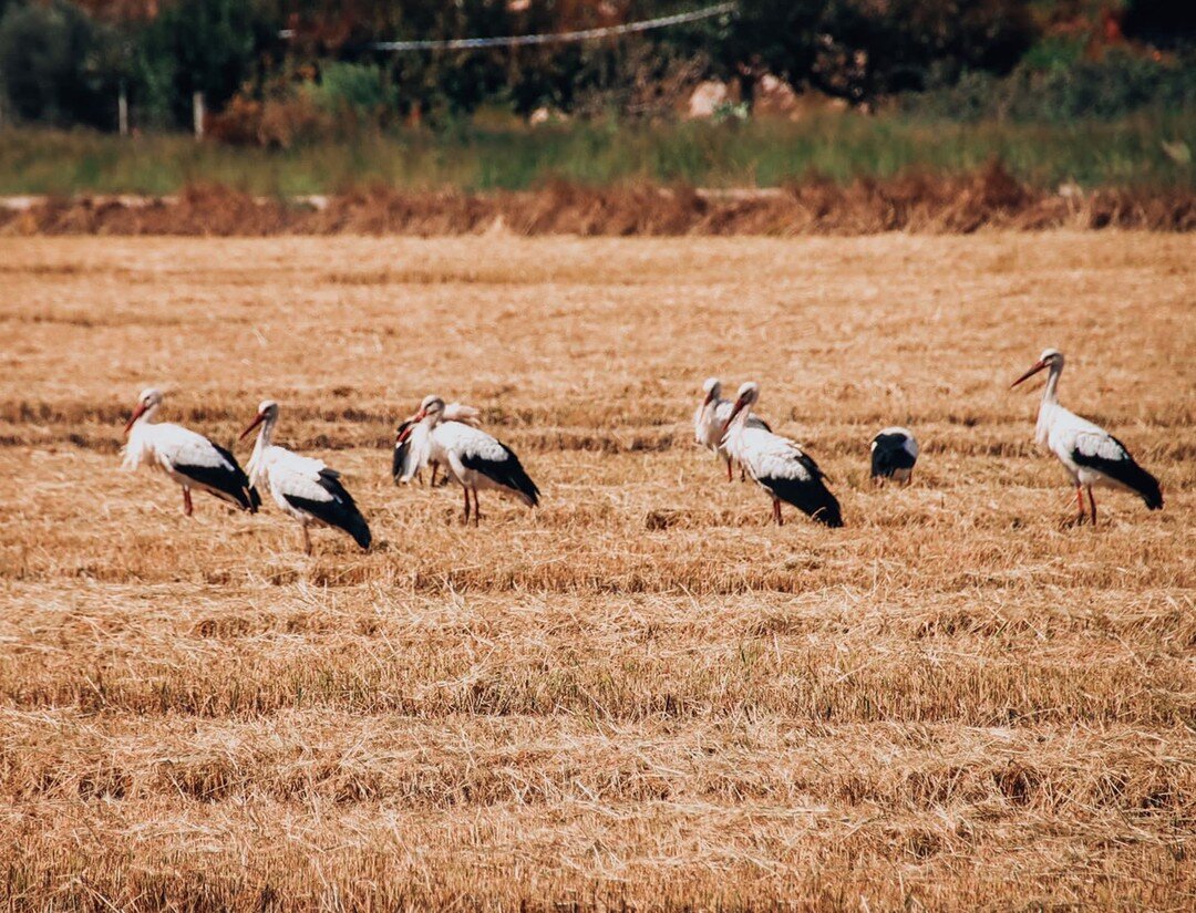 Présence indéniable dans le paysage de Comporta, les visites quotidiennes des cigognes dans les rizières en font l'endroit idéal pour tous les amateurs d'oiseaux. Lors de votre prochaine visite, imprégnez-vous de la diversité des espèces d'oiseaux qui peuplent cette région et venez assister à