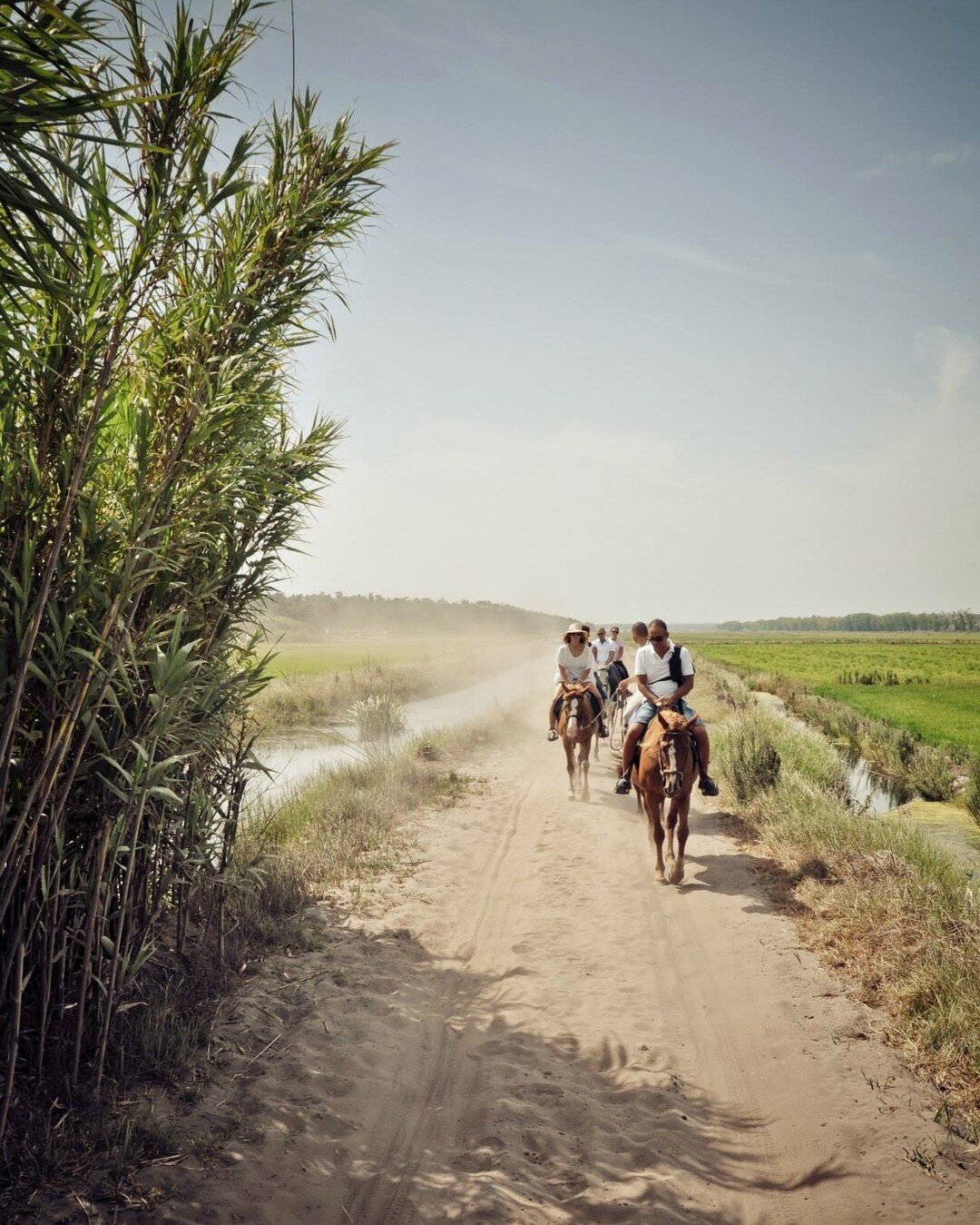 Can you imagine a better way to discover the secret paths hidden amongst the rice fields than on horseback? Find true peace in perfect harmony with nature in the company the most friendly and beautiful horses of @cavalosnaareia 
.
.
Consegue imaginar