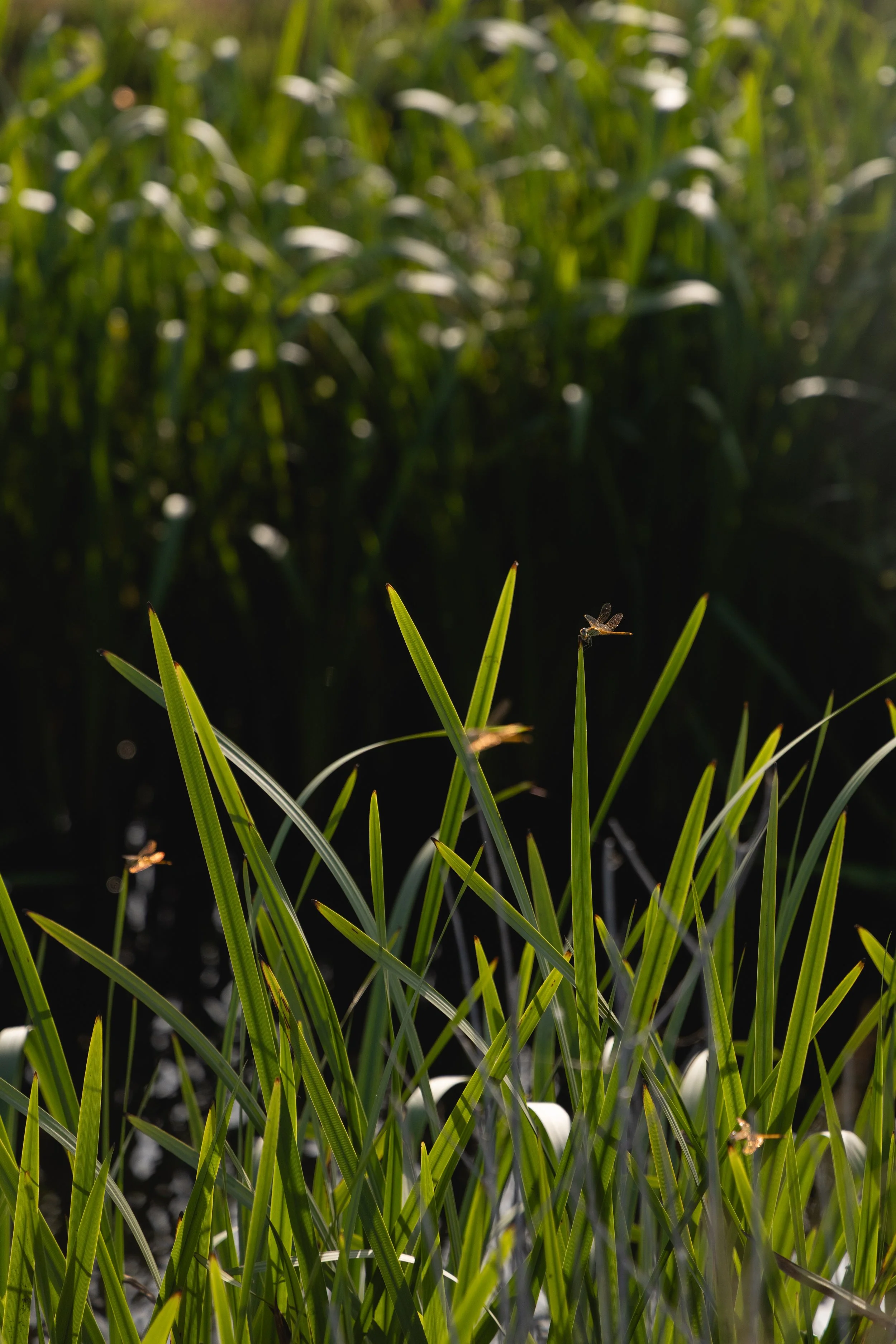 THE ACADEMY IN THE RICE FIELDS: PATHS TO HEALTHY LONGEVITY RETREAT