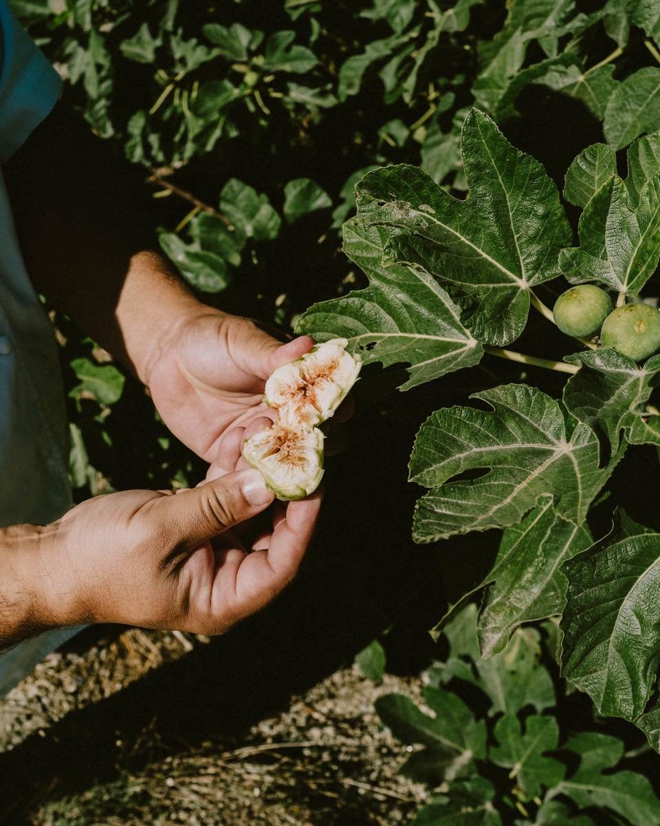 É como magia acordar todos os dias e ver a Bio-Horta a florescer. 
.
.
A magia de acordar e percorrer a nossa Horta em busca destes pequenos tesouros.

📷 @kathie__kay 
📷 @louiethain