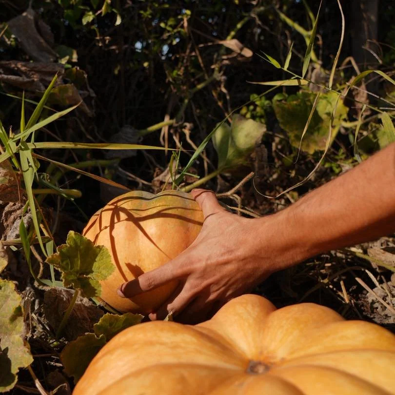 Pumpkin carving, spooky moments and a little Halloween magic.
.
.
Esculpir ab&oacute;boras, momentos assustadores e um pouco da magia do Halloween.

📷 @victorsfitz 
📷 @francisconogueira