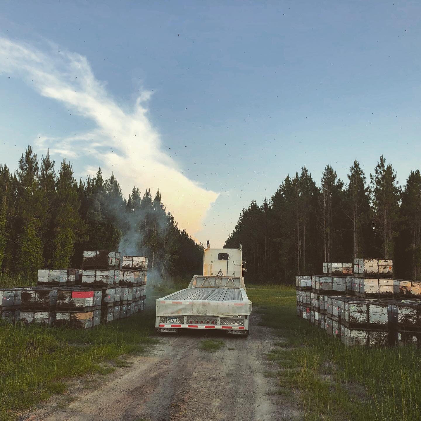 I've always loved this picture. It encapsulates the mood of waiting for the sun to slump slightly more below the horizon before you can start loading our beloved bees.

#Bees #Honeybees #Honey #Florida #Beekeeper #love