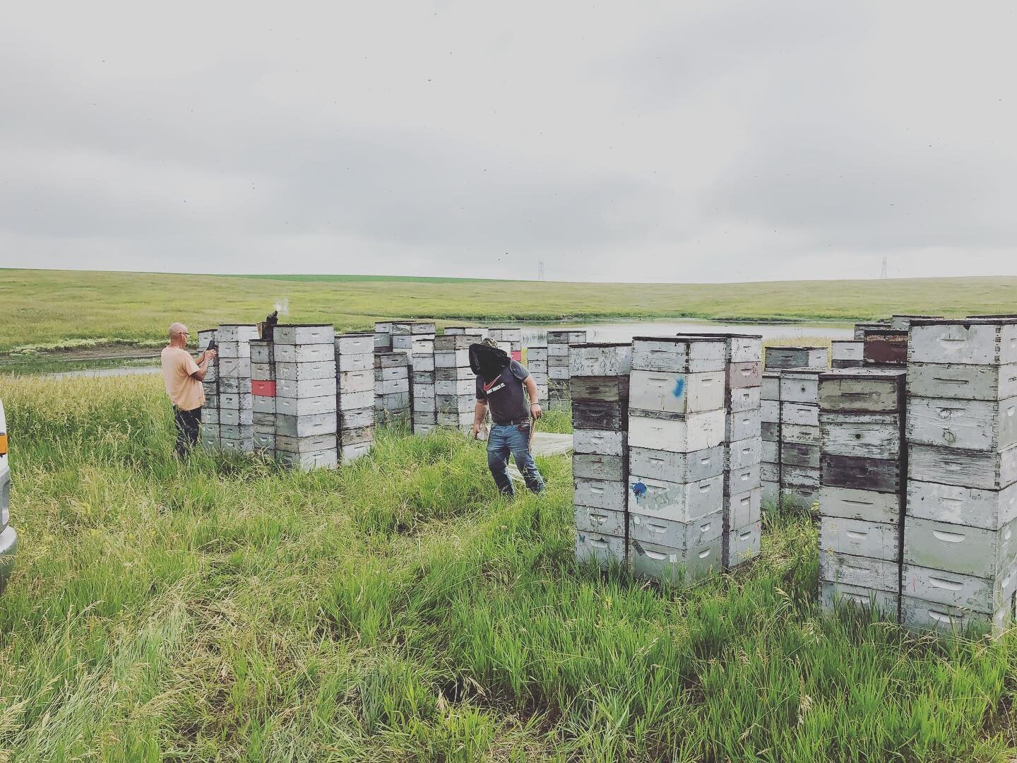 We prefer our hives as tall or taller than we are.

#Beekeeper #Bees #Honey #CloverHoney #SouthDakota #GetThatHoneyBaby #RawHoney