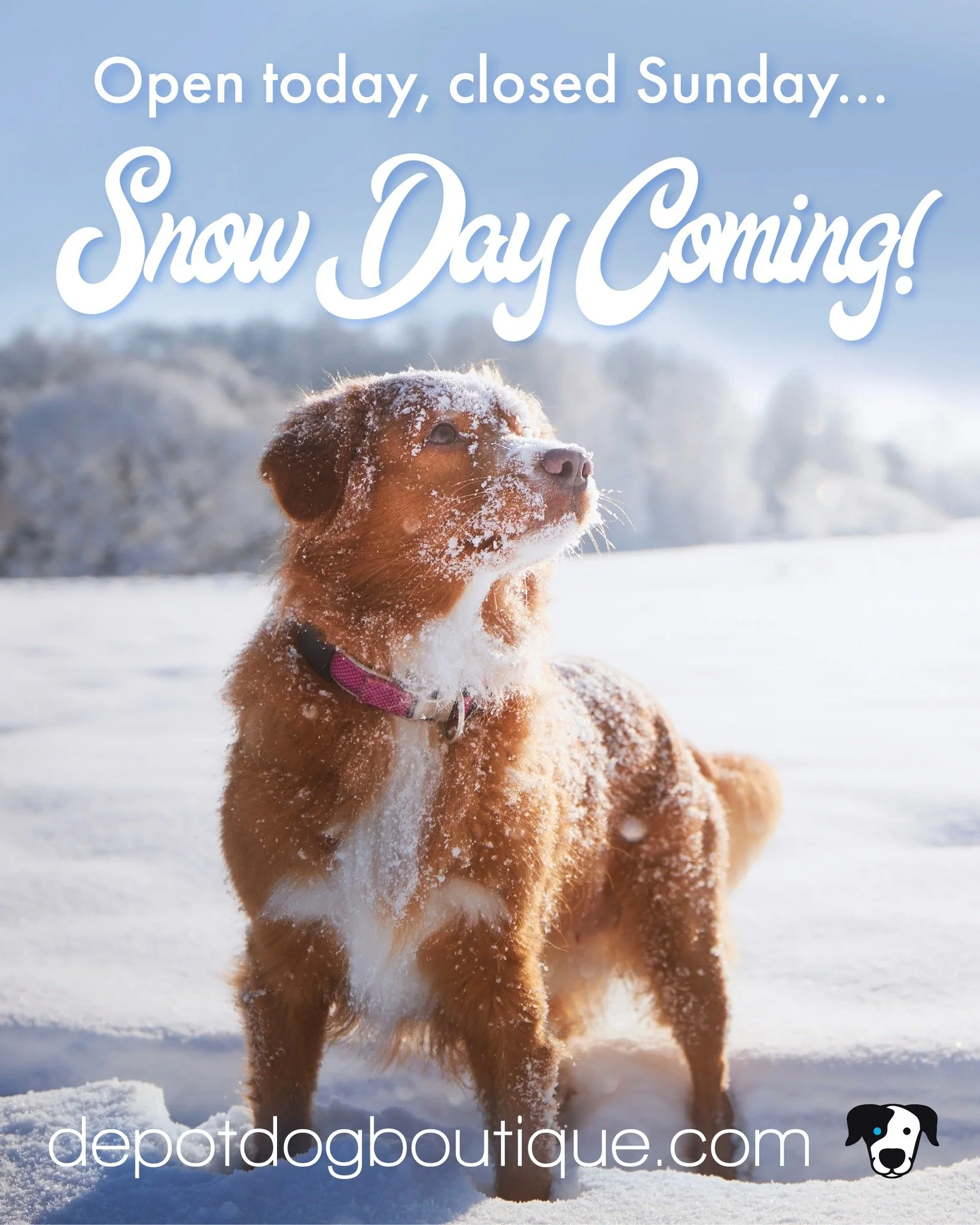 Snow day tomorrow Sunday the 25th... we're OPEN all day TODAY, come in and prepare to hunker down with your pups! 

#depotdog #petstore #petshop #petboutique #dogfood #dogtreats #petsupplies #washingtondepot #litchfieldcounty #litchfield #pethealth #