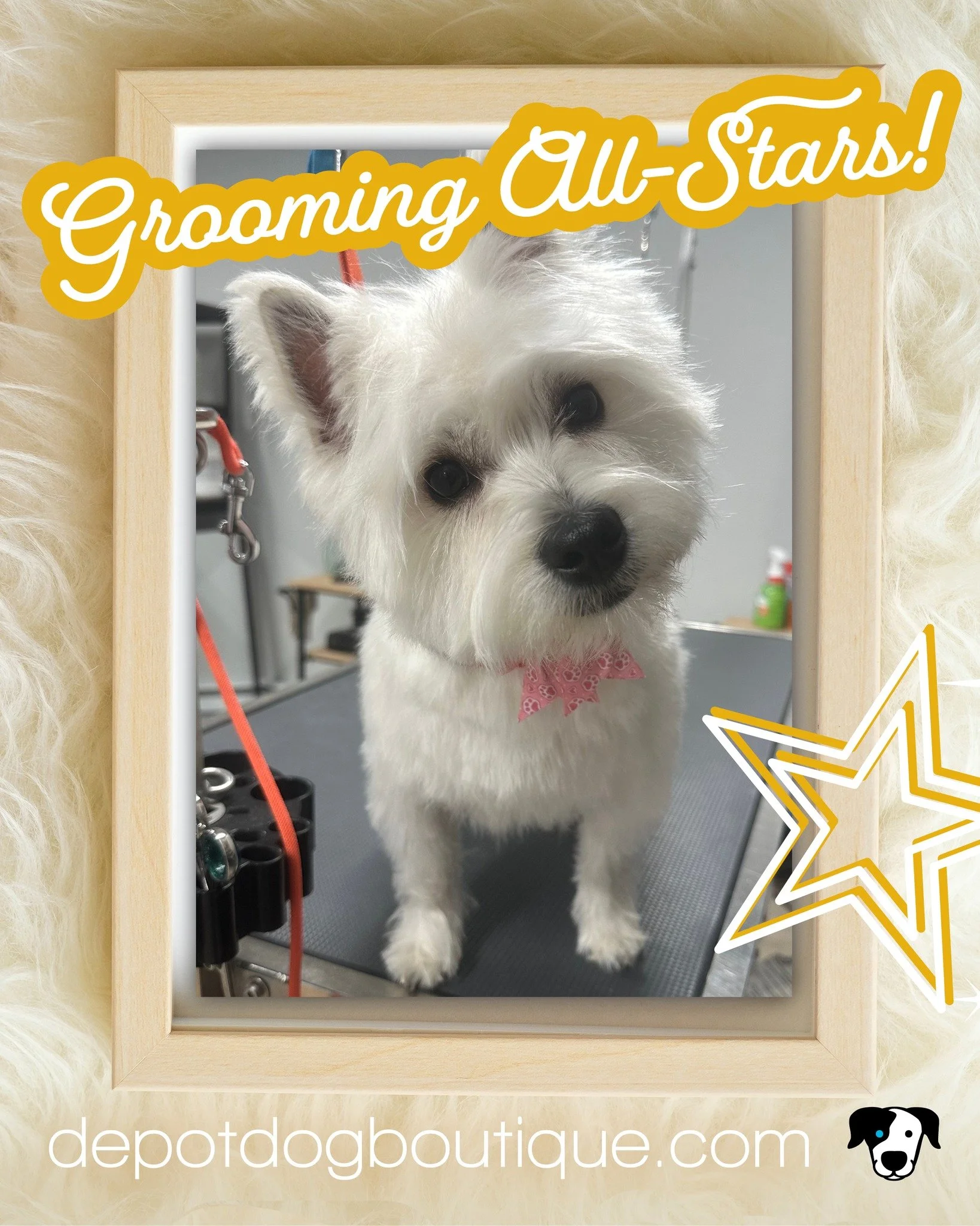 We&rsquo;re excited to introduce our newest Grooming All-Star&mdash;Laurelie (who also goes by Lori)! This 10-month-old West Highland White Terrier is already stealing hearts. Pictured here on just her second visit, she&rsquo;s looking like a seasone