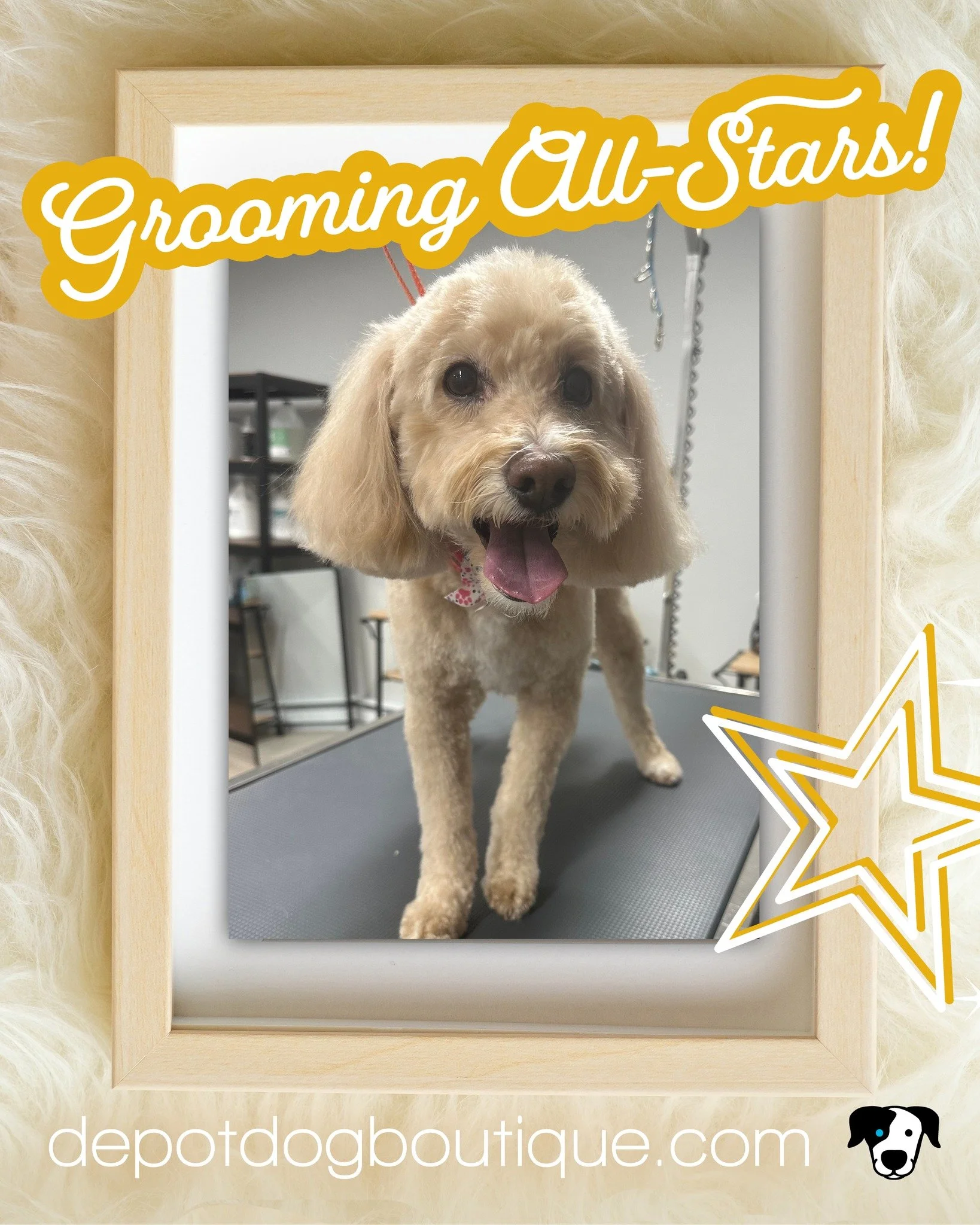 We&rsquo;re excited to welcome Lucy to our Grooming All-Stars! This mini doodle was a little nervous at the start, but she became calm our relaxing salon.

For appointments call 860.717.4577 or email grooming@depotdogboutique.com.

#depotdog #petstor