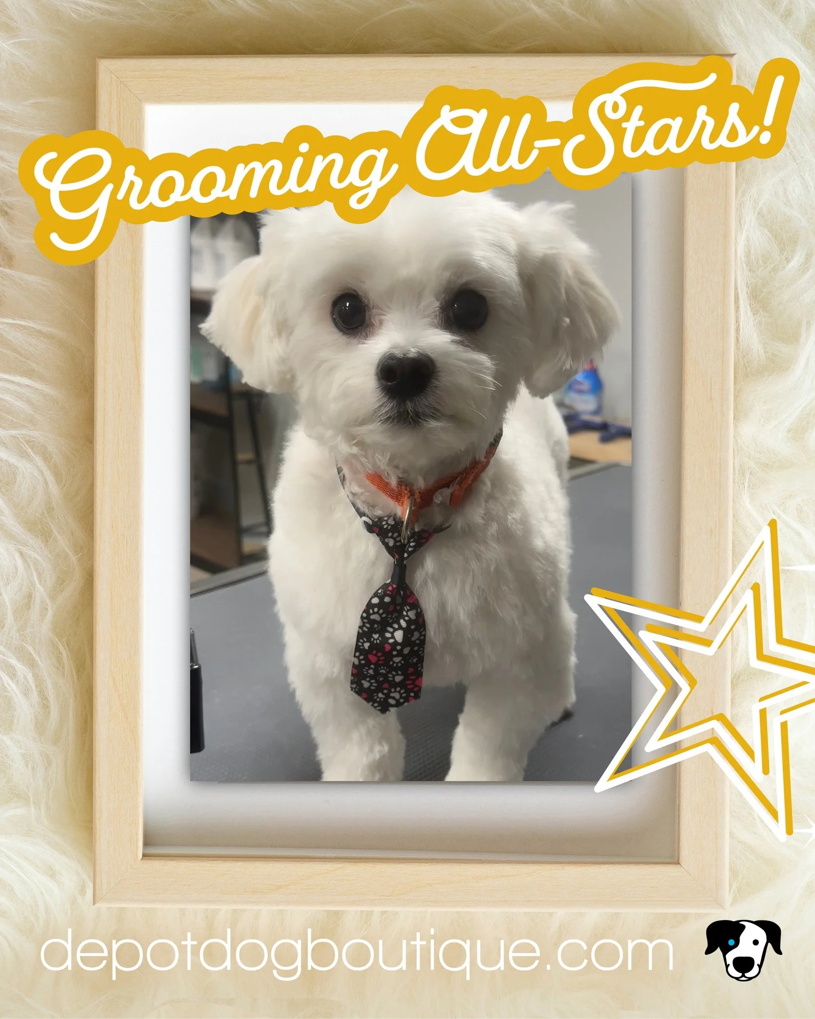 We&rsquo;re thrilled to welcome Sammy, a Maltipoo as our newest Grooming All-Star&mdash;irresistibly adorable.... enough to steal your heart!

For appointments call 860.717.4577 or email grooming@depotdogboutique.com.

#depotdog #petstore #petshop #d