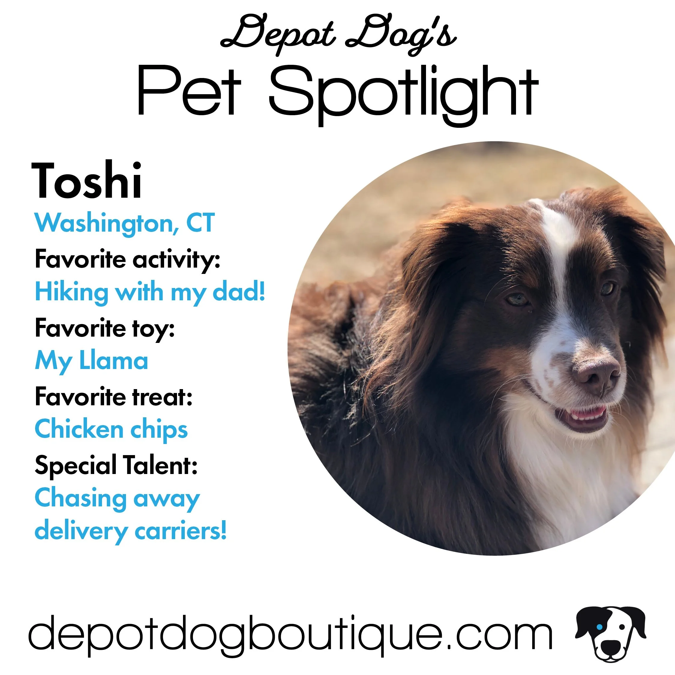 DepotDog-spotlight-web-toshi.jpg